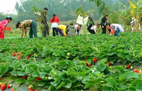 深圳九龍生態(tài)山莊端午節(jié)農(nóng)家樂活動進(jìn)行時(shí)