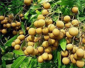 深圳觀瀾九龍山生態(tài)園龍眼節(jié)啟動(dòng)中