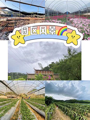 九龍生態園30人以上團有什么好玩